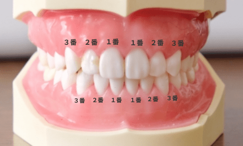 歯の形態