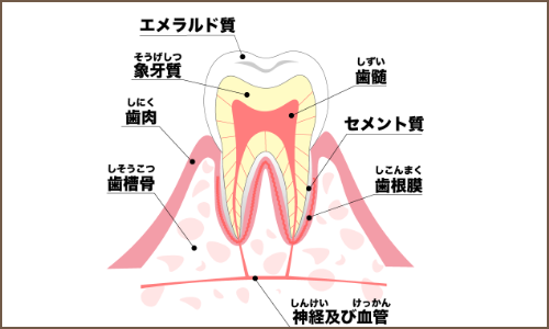 神経生きている歯