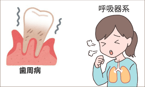 歯周病と呼吸器系